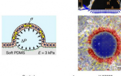 研究人員發(fā)現(xiàn)細胞有時有超彈性特性