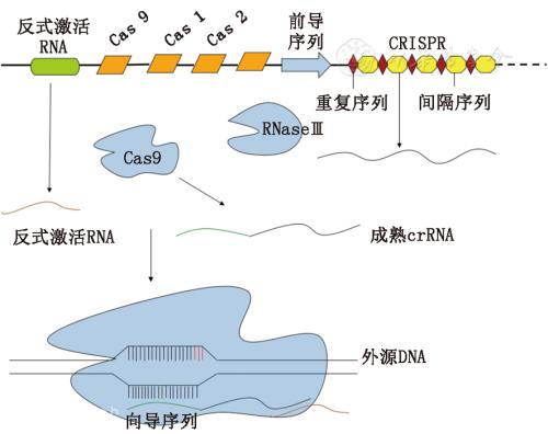 研究人員揭示功能多樣化的V型CRISPR-Cas系統(tǒng)