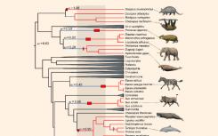 單基因與多個(gè)哺乳動(dòng)物譜系的進(jìn)化興起有關(guān)