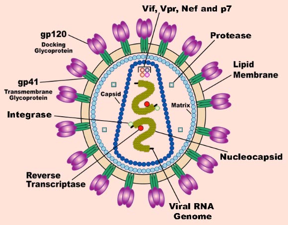 科學家們確定了兩種“關閉”HIV-1病毒的基因