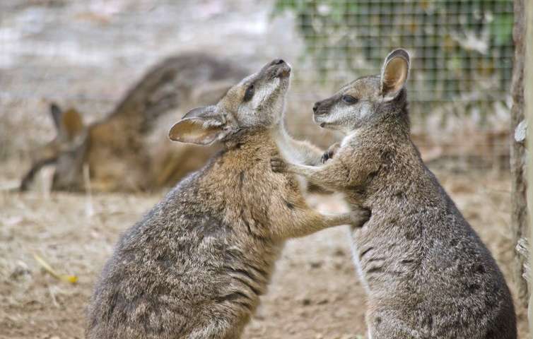 動物基因如何參與戰(zhàn)斗以支配其后代