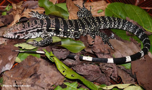 ?·¨???tegu???Salvator merianae?????? ????????￥?o????Renato Recoder???