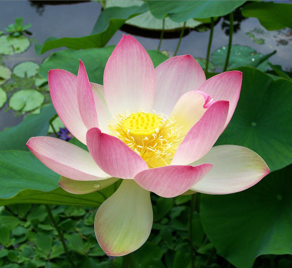 Nelumbo nucifera之花（T. Voekler / CC BY-SA 3.0）