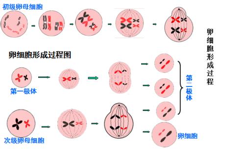 科學(xué)家發(fā)現(xiàn)BCAS2參與精原細(xì)胞中的替代mRNA剪接和轉(zhuǎn)變?yōu)闇p數(shù)分裂