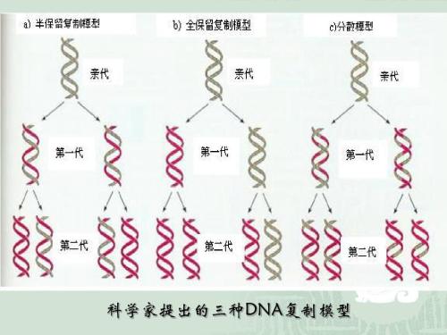 DNA復(fù)制和轉(zhuǎn)錄過程中的碰撞有助于誘變