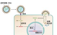 逆轉(zhuǎn)錄病毒DNA需要時間找到它的家 但插入發(fā)生在眨眼間