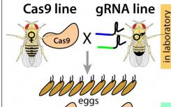 開發(fā)了基于CRISPR的新技術(shù) 通過精確制導遺傳學控制害蟲