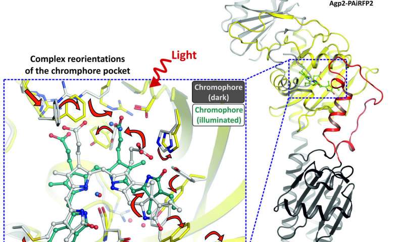 光誘導的光敏蛋白變化