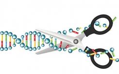 科學家能否將基因編輯用于疾病預防而非人類增強