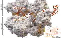 最大的CRISPR-Cas9突變研究為基因編輯創(chuàng)建了預(yù)測工具