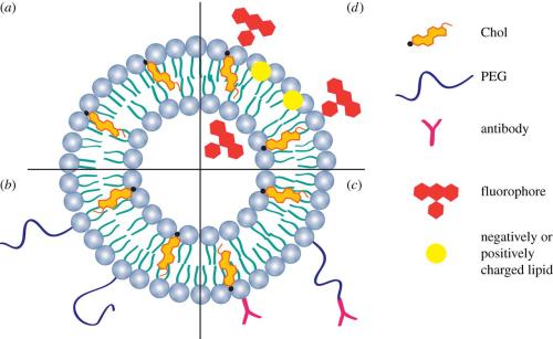 科學家發(fā)現了調節(jié)脂質及其在整體健康中作用的關鍵生物回路