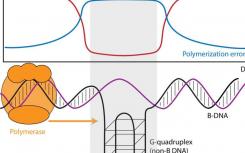 DNA結(jié)構(gòu)影響DNA合成的速率和準(zhǔn)確性