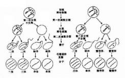 將基因組拉開解釋有絲分裂期間的染色體分離