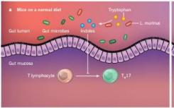 禁食模擬飲食改變腸道微生物群以減少小鼠的IBD病理