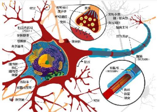 細(xì)胞可以使用彈弓運(yùn)動(dòng)推動(dòng)自己