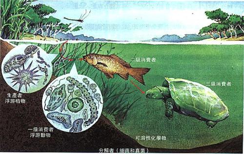 遺傳行為揭示了對生態(tài)系統(tǒng) 工業(yè)至關(guān)重要的楊樹的死亡原因