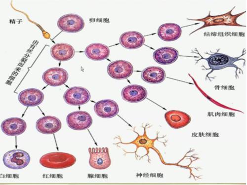 研究人員報告了護送一種關(guān)鍵酶的蛋白質(zhì)用于細(xì)胞分化