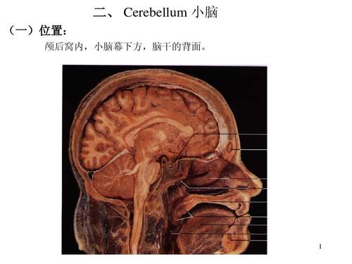 特殊輸入途徑可能是編碼小腦感覺信息的關鍵