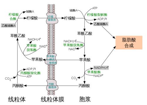 用于有效抑制人ATP-檸檬酸裂解酶的變構(gòu)機(jī)制