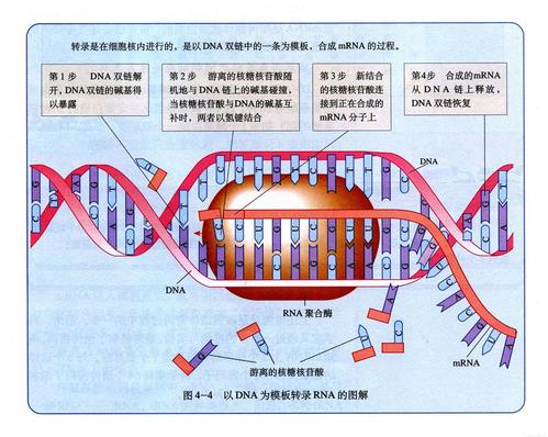 研究人員在RNAs中發(fā)現(xiàn)了調(diào)節(jié)蛋白質(zhì)合成的隱藏信號