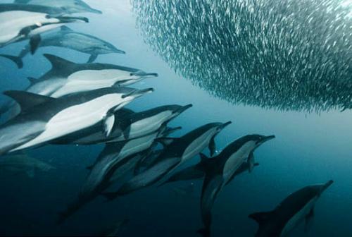 研究人員研究環(huán)境如何影響謝德水族館的海豚微生物群