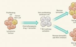科學(xué)家發(fā)現(xiàn)了一種阻止癌細(xì)胞增殖的新機(jī)制
