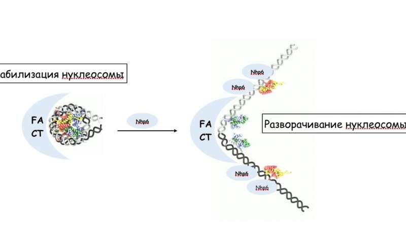 分子生物學(xué)家比較了人類和酵母的FACT