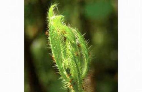 植物共生脆弱的伙伴關系