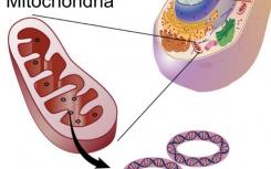 線粒體突變之謎解決：隨機排序有助于擺脫啞彈