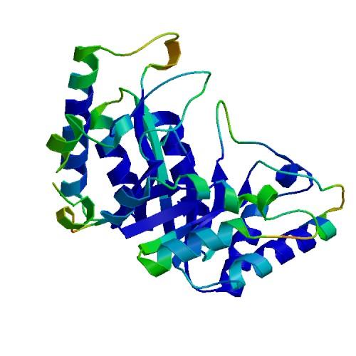 研究表明蛋白質(zhì)功能的進化變化尊重生物物理學(xué)原理