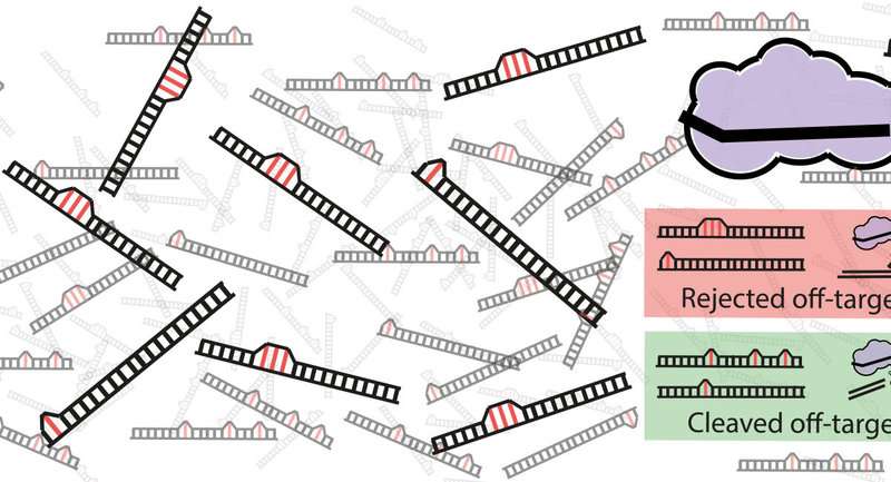 數學解釋了為什么Crispr-Cas9有時會切斷錯誤的DNA