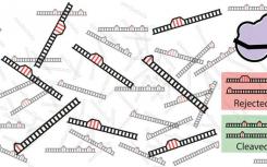 數(shù)學(xué)解釋了為什么Crispr-Cas9有時(shí)會(huì)切斷錯(cuò)誤的DNA