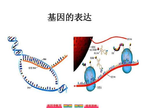 新的計(jì)算生物學(xué)模型準(zhǔn)確地描述了基因表達(dá)的動(dòng)態(tài)