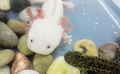 解碼Axolotl基因組