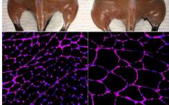 科學(xué)家修改CRISPR以表觀遺傳學(xué)治療糖尿病，腎臟疾病，肌肉萎縮癥