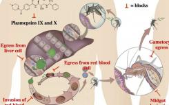 抗擊瘧疾的新武器-科學(xué)家們發(fā)現(xiàn)了一種阻止寄生蟲負(fù)責(zé)的新目標(biāo)
