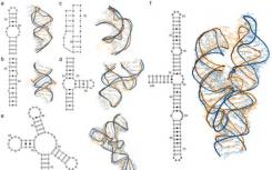 三維治療疾病-超級計(jì)算機(jī)有助于解碼RNA結(jié)構(gòu)