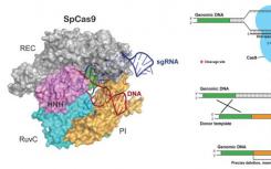 抗CRISPR蛋白降低CRISPR-Cas9的脫靶副作用