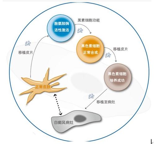 一種新型的細(xì)胞過程 可吞噬納米尺寸的材料