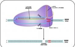 第十一屆美國CRISPR-Cas9專利授予加利福尼亞大學