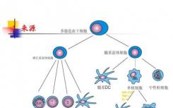 與細(xì)胞動(dòng)力障礙相關(guān)的焦慮相關(guān)行為