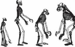 新的猿基因組圖譜為人類(lèi)進(jìn)化提供了線索
